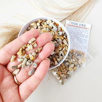 FOSSIL CORAL crystal chips 1oz - No hole, polished